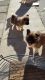 Akita Puppies for sale in Minnesota St, St Paul, MN 55101, USA. price: NA
