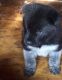 Akita Puppies for sale in AR-98, Emerson, AR 71740, USA. price: NA
