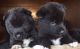 Akita Puppies for sale in Massachusetts Ave, Boston, MA, USA. price: NA