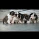 Akita Puppies for sale in Akron, OH, USA. price: NA