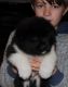 Akita Puppies for sale in Old Bostwick Rd, Palatka, FL 32177, USA. price: NA