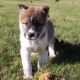 Akita Puppies for sale in Canton, OH, USA. price: NA