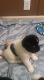 Akita Puppies for sale in Zanesville, OH 43701, USA. price: NA