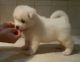 Akita Puppies for sale in Maryland City, MD, USA. price: NA
