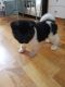 Akita Puppies for sale in Texas City, TX, USA. price: NA