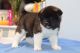 Akita Puppies for sale in Norwalk, CA, USA. price: NA