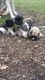 Akita Puppies for sale in Branford, FL 32008, USA. price: NA