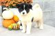 Akita Puppies for sale in California St, San Francisco, CA, USA. price: NA