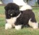 Akita Puppies for sale in Mendon, IL 62351, USA. price: NA