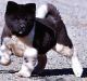Akita Puppies for sale in TX-121, Blue Ridge, TX 75424, USA. price: NA