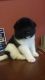 Akita Puppies for sale in Lobelville, TN 37097, USA. price: $400