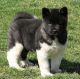 Akita Puppies for sale in Washington Ave, Cleveland, OH 44113, USA. price: NA
