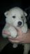 Akita Puppies for sale in Colorado Blvd, Denver, CO, USA. price: NA