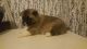 Akita Puppies for sale in Florida Ave, Miami, FL 33133, USA. price: NA