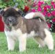 Akita Puppies for sale in Seattle, WA 98103, USA. price: $500