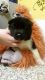 Akita Puppies for sale in Lansing, MI, USA. price: NA