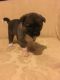Akita Puppies for sale in Castle Pines, CO 80108, USA. price: NA