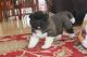 Akita Puppies for sale in Jackson, MS, USA. price: NA