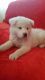 Akita Puppies for sale in Hamilton, OH, USA. price: $400