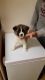 Akita Puppies for sale in W Leonard Rd, Leonard, MI 48367, USA. price: $600