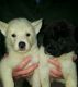 Akita Puppies for sale in Washington, DC, USA. price: NA