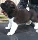 Akita Puppies for sale in Putnam Valley, NY 10579, USA. price: NA