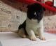 Akita Puppies for sale in Escondido, CA, USA. price: NA