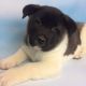 Akita Puppies for sale in Canton, OH, USA. price: NA
