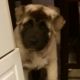 Akita Puppies for sale in Raleigh, NC, USA. price: NA