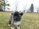 Akita Puppies for sale in Honey Brook, PA 19344, USA. price: $875