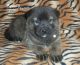Akita Puppies for sale in Midland, MI, USA. price: NA