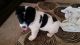 Akita Puppies for sale in Georgetown, KY 40324, USA. price: NA