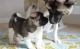 Akita Puppies for sale in Waco, TX, USA. price: NA