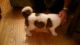 Akita Puppies for sale in Ohio City, Cleveland, OH, USA. price: $500