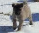 Akita Puppies for sale in Arkansas County, AR, USA. price: NA