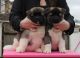 Akita Puppies for sale in Addison, TX, USA. price: NA