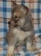 Akita Puppies for sale in Oklahoma City, OK, USA. price: $600