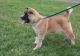Akita Puppies for sale in Harlan, IN, USA. price: NA
