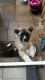 Akita Puppies for sale in Ohio City, Cleveland, OH, USA. price: NA