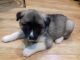 Akita Puppies for sale in Southfield, MI, USA. price: $200