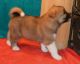 Akita Puppies for sale in New Market, Elko New Market, MN 55054, USA. price: NA