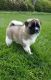 Akita Puppies for sale in Austin, TX, USA. price: NA