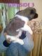 Akita Puppies for sale in Austin, TX, USA. price: NA