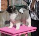 Akita Puppies for sale in Maryland Ave, Rockville, MD 20850, USA. price: NA