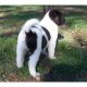 Akita Puppies for sale in Michigan Ave, Inkster, MI 48141, USA. price: $550