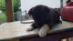 Akita Puppies for sale in St Charles, MO, USA. price: NA