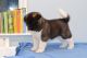 Akita Puppies for sale in Aripeka, FL 34679, USA. price: NA