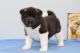 Akita Puppies for sale in PA-18, Albion, PA, USA. price: NA