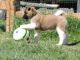 Akita Puppies for sale in Halifax, PA, USA. price: NA