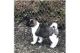 Akita Puppies for sale in Basking Ridge, NJ 07920, USA. price: NA